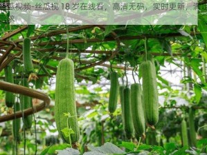 草莓丝瓜视频-丝瓜视 18 岁在线看，高清无码，实时更新，满足你的所有需求