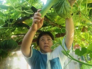 ：新鲜采摘的草莓、丝瓜、秋葵、向日葵、榴莲、苹果，口感鲜美，营养丰富