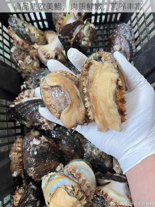 高品质欧美鲍,肉质鲜嫩,营养丰富