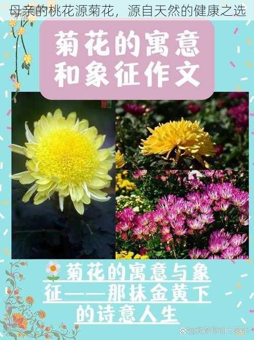 母亲的桃花源菊花，源自天然的健康之选