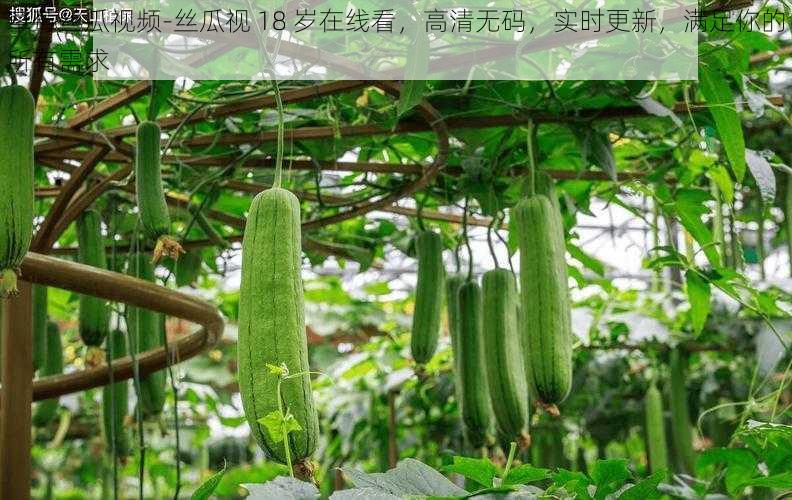 草莓丝瓜视频-丝瓜视 18 岁在线看，高清无码，实时更新，满足你的所有需求