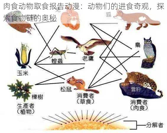 肉食动物取食报告动漫：动物们的进食奇观，探索食物链的奥秘