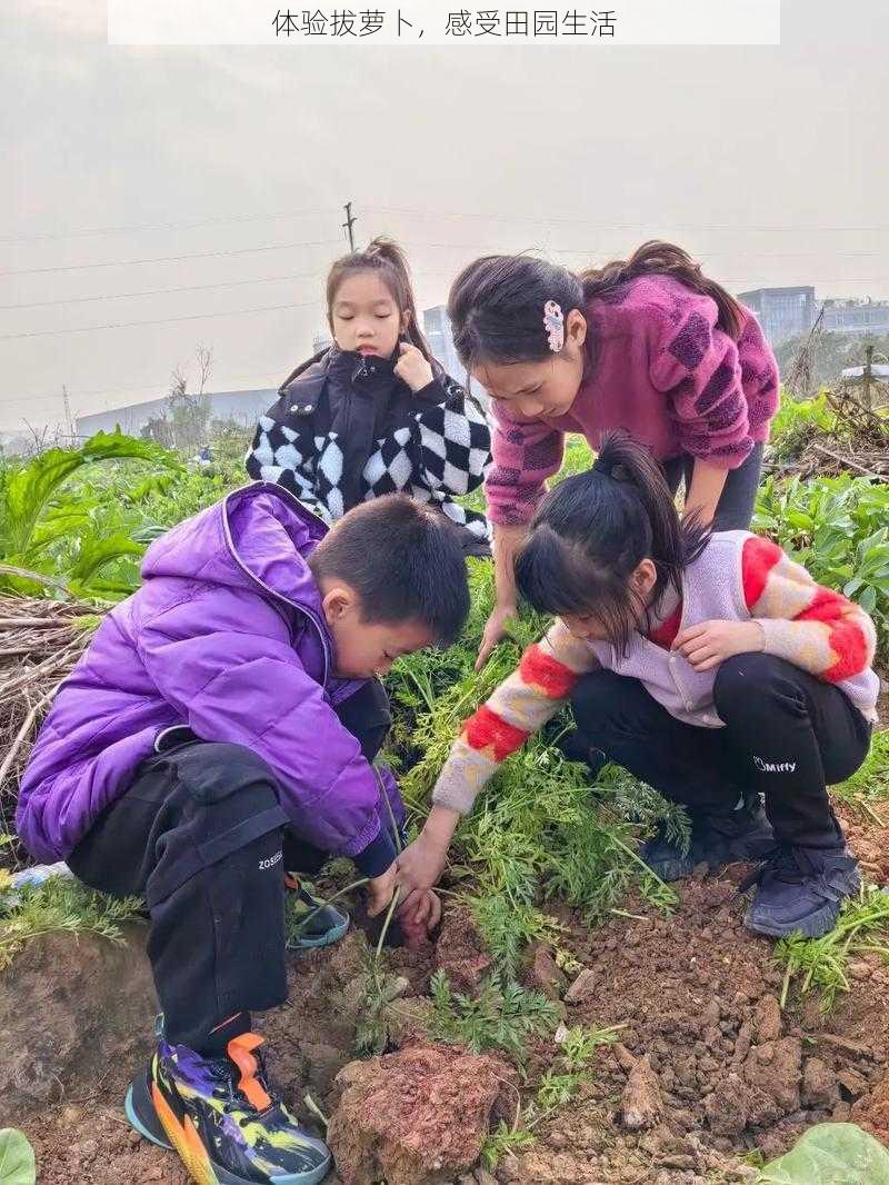 体验拔萝卜，感受田园生活